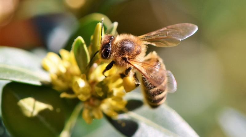 Las abejas: Pequeños gigantes en la sostenibilidad ambiental<font _mstmutation="1"></font>